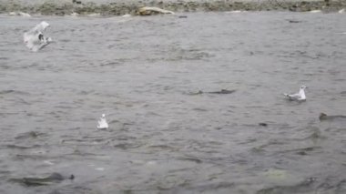 Bonaparte 'ın martı ve Glaucous kanatlı martı suya indi. Yavaş çekim. Alaska Nehirlerinde Yaşam Çemberine Tanık Ol: Somon Yumurtlama, Martı Ziyafeti.