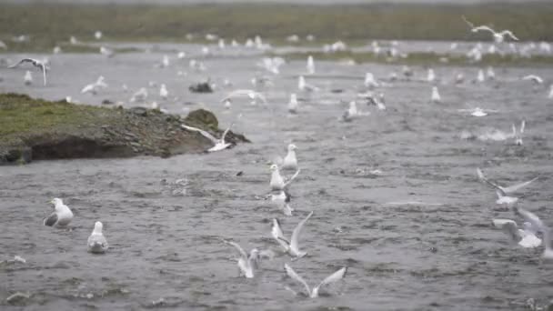 Muchas Gaviotas Aves Acuáticas Están Ocupadas Comiendo Huevos Salmón Disparo — Vídeo de stock