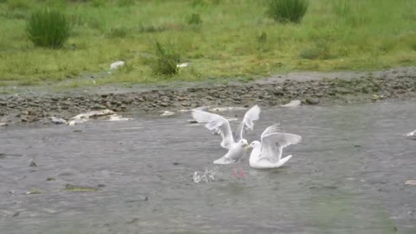 海鸥拍动翅膀 为土地而战斗 慢镜头 在阿拉斯加河流见证生命的轮回 鲑鱼大餐 海鸥大餐 — 图库视频影像