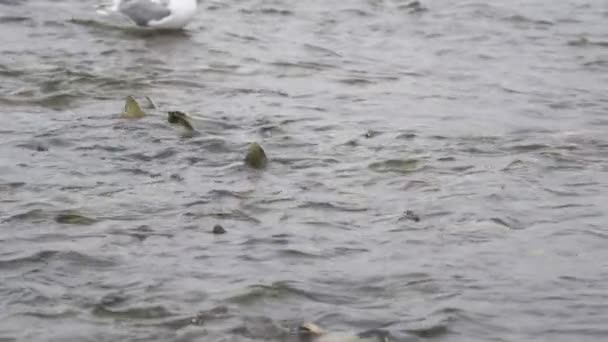 魚の卵を食べる雄牛は羽を羽ばたき 飛び立つ スローモーション撮影 アラスカ川での生活のサークルを目撃する サーモンの産卵 カモメの餌やり — ストック動画
