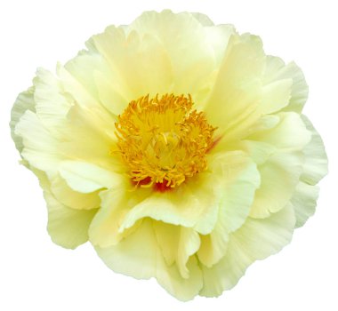 Sarı ve beyaz taç yaprak renkleriyle çiçeklenmiş bir şakayık çiçeği. İzole edilmiş. Çiçekli Güzel: Şakayık sezonunun canlı renklerini yakalamak. Güneş Bağlantı Denizi