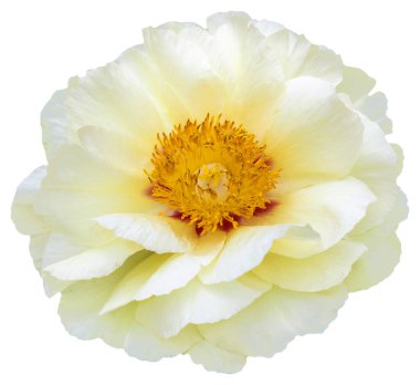 Sarı ve beyaz taç yaprak renkleriyle çiçeklenmiş bir şakayık çiçeği. İzole edilmiş. Çiçekli Güzel: Şakayık sezonunun canlı renklerini yakalamak. Güneş Bağlantı Denizi