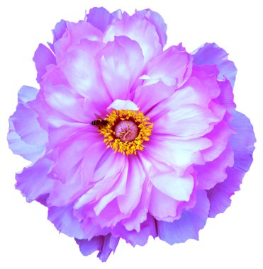 Pembe, beyaz ve mor taç yaprağı renginde çiçek açan bir şakayık çiçeği. İzole edilmiş. Çiçekli Güzel: Şakayık sezonunun canlı renklerini yakalamak. Güneş Bağlantı Denizi