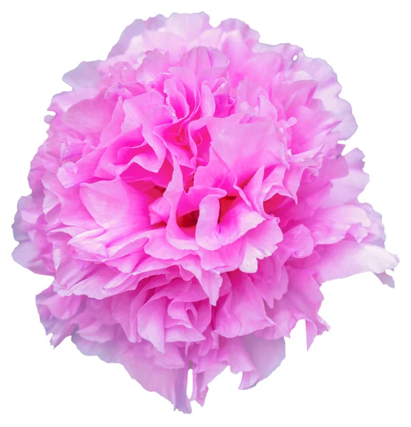 A blooming peony flower with pink and white petal color. Isolated. Blooming Beauty: Capturing the Vibrant Colors of Peony Season. Sun-Link-Sea