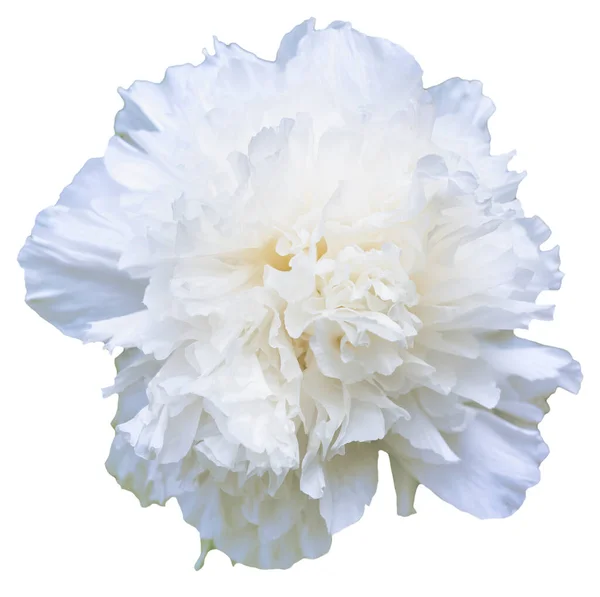 Kvetoucí Pivoňková Květinka Bílými Okvětními Lístky Barvě Izolovaný Kvetoucí Krása — Stock fotografie