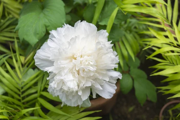 Blooming Peony Flower White Petals Color Garden Blooming Beauty Capturing — Stock Photo, Image