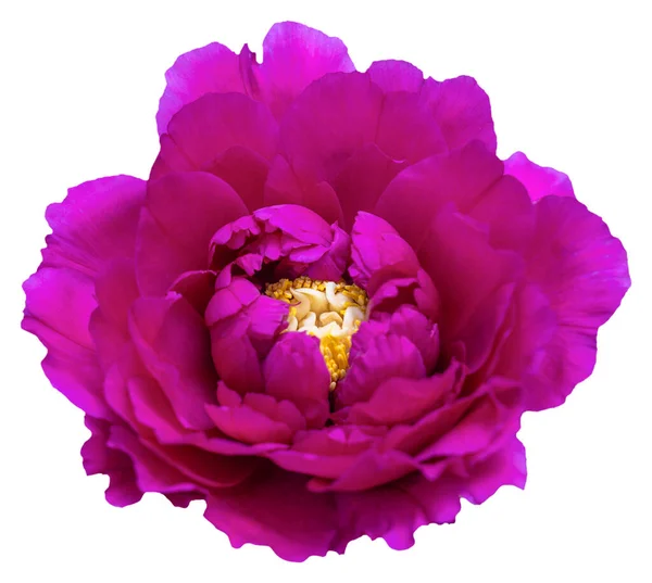 Pembe Morumsu Taç Yaprağı Renginde Çiçek Açan Şakayık Çiçeği Zole — Stok fotoğraf