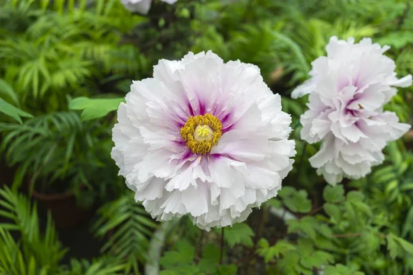 분홍색 흰색의 색깔로 피운다 정원에서 꽃피는아름다움 조랑말의 색깔을 캡쳐하는 — 스톡 사진