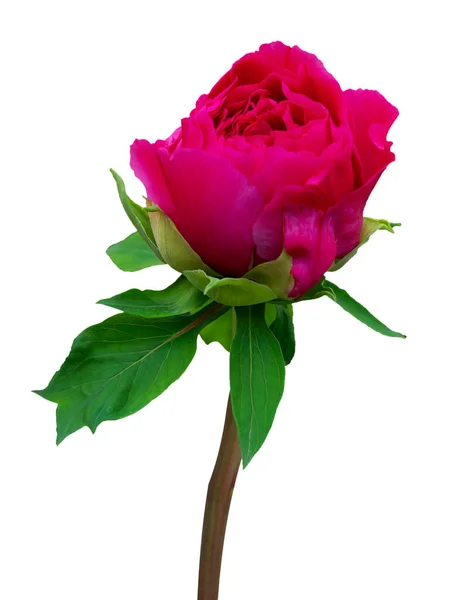 Kvetoucí Pivoňková Květinka Růžovou Fialovou Barvou Okvětního Lístku Izolovaný Kvetoucí — Stock fotografie
