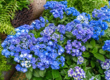 Çiçek açan mavi, mor, sarı, beyaz ortancalar bahçede. Shilin Residence Rezidans Ortanca Sergisi. Taipei, Tayvan