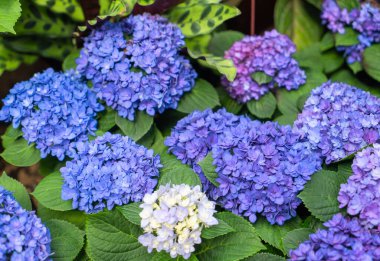 Çiçek açan mavi, mor, sarı, beyaz ortancalar bahçede. Shilin Residence Rezidans Ortanca Sergisi. Taipei, Tayvan