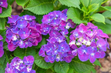 Bahçede çiçek açan mavi, mor, pembe, beyaz ortancalar. Shilin Residence Rezidans Ortanca Sergisi. Taipei, Tayvan