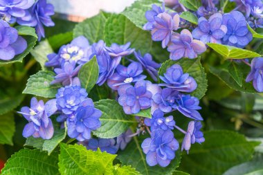 Bahçede çiçek açan mavi, mor, beyaz ortancalar. Shilin Residence Rezidans Ortanca Sergisi. Taipei, Tayvan