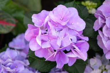 Bahçede çiçek açan mavi, mor, pembe, beyaz ortancalar. Shilin Residence Rezidans Ortanca Sergisi. Taipei, Tayvan