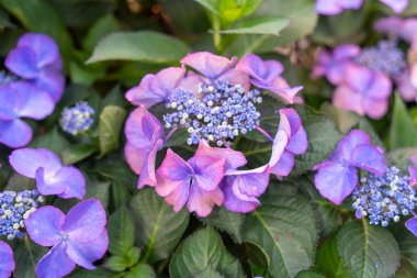 Bahçede çiçek açan mavi, mor, pembe, beyaz ortancalar. Shilin Residence Rezidans Ortanca Sergisi. Taipei, Tayvan