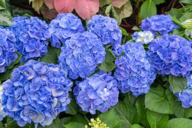 Bahçede çiçek açan mavi, mor, beyaz ortancalar. Shilin Residence Rezidans Ortanca Sergisi. Taipei, Tayvan