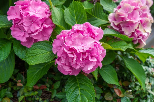 庭にピンクのアジサイを咲かせます 石林公式レジデンスアジサイ展 — ストック写真