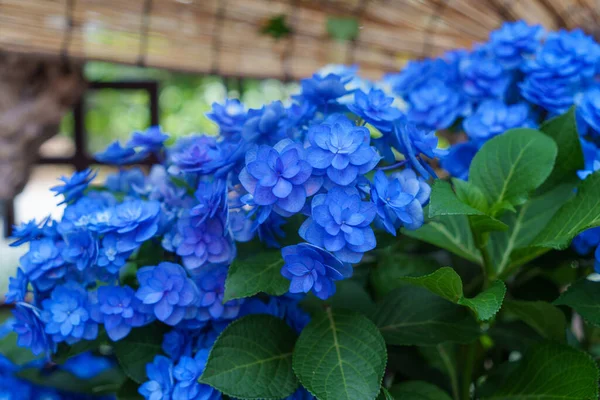 Blooming blue hydrangeas in the garden. Shilin Official Residence Hydrangea Exhibition. Taipei, Taiwan