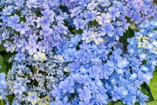 Hortensias Bleus Violets Jaunes Blancs Fleuris Dans Jardin Résidence Officielle — Photo