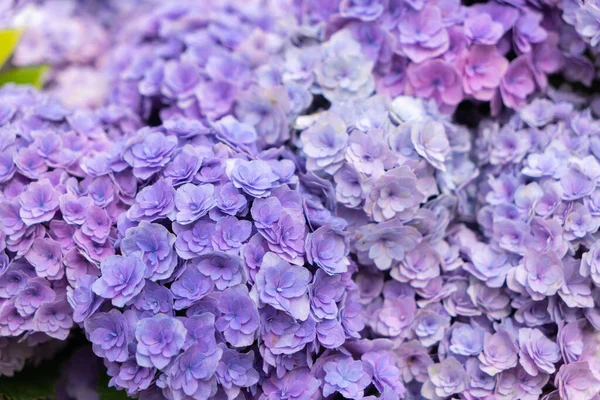 Hortensias Bleus Violets Roses Blancs Fleuris Dans Jardin Résidence Officielle — Photo