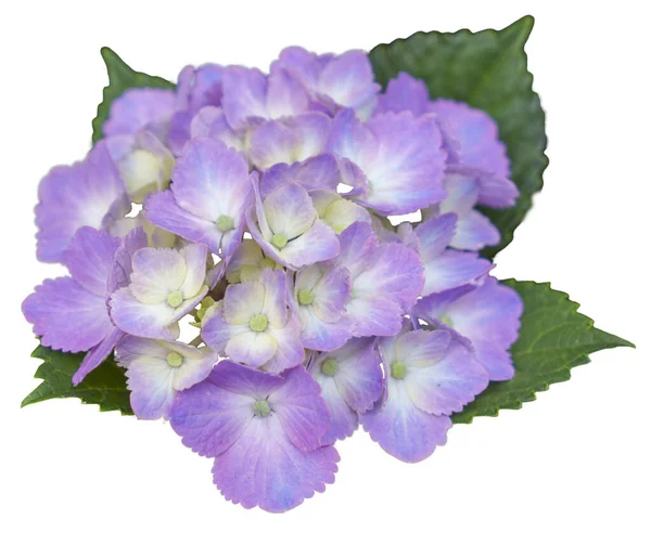 Blooming purple, pink, white hydrangeas. Isolated white background. Shilin Official Residence Hydrangea Exhibition. Taipei, Taiwan