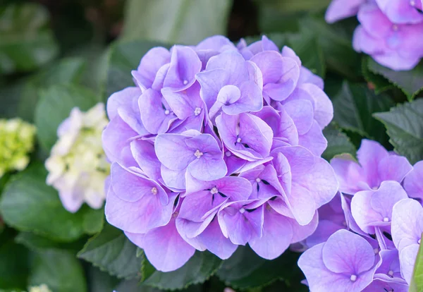 Hortensias Bleus Violets Roses Blancs Fleuris Dans Jardin Résidence Officielle — Photo
