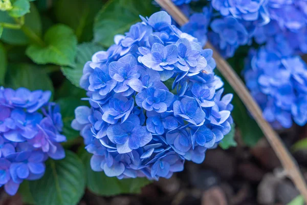 Blooming blue, white hydrangeas in the garden. Shilin Official Residence Hydrangea Exhibition. Taipei, Taiwan