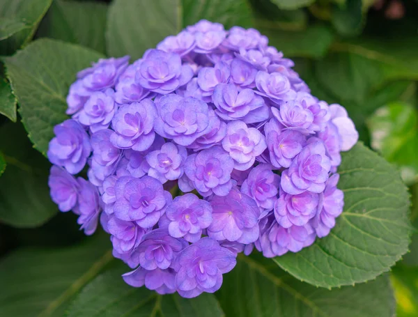 Blooming blue, purple, pink hydrangeas in the garden. Shilin Official Residence Hydrangea Exhibition. Taipei, Taiwan