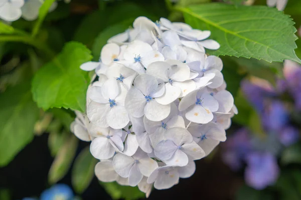 Blooming blue, white hydrangeas in the garden. Shilin Official Residence Hydrangea Exhibition. Taipei, Taiwan