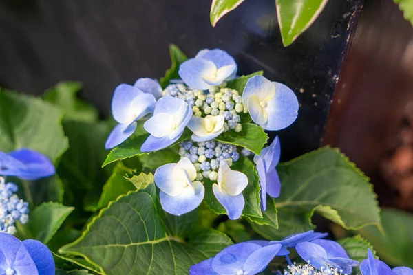 Blooming blue, white hydrangeas in the garden. Shilin Official Residence Hydrangea Exhibition. Taipei, Taiwan