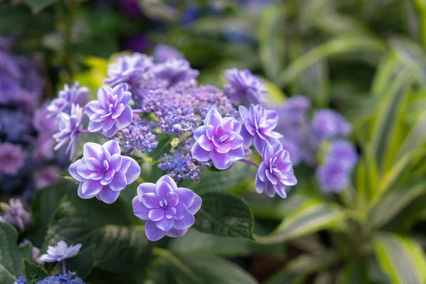 Hortensias Azules Púrpuras Rosadas Blancas Jardín Residencia Oficial Shilin Hydrangea — Foto de Stock