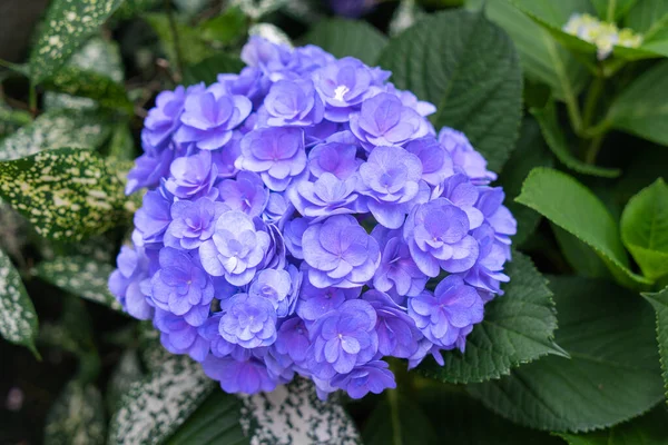 Bahçede Çiçek Açan Mavi Mor Beyaz Ortancalar Shilin Residence Rezidans - Stok İmaj