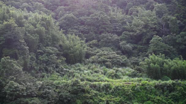 Żółty Pociąg Olejem Napędowym Jedzie Górach Lasach Wzdłuż Linii Pingxi — Wideo stockowe