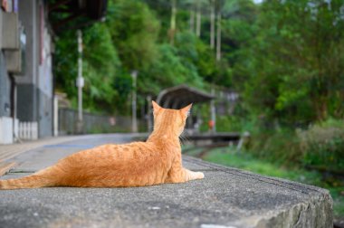 Sarı bir kedi, trenin gelmesini bekler gibi platformda oturur. Kedi eski tren istasyonunun platformunda yatıyordu..