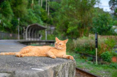 Uyuyan sarı bir kedi. Kedi eski tren istasyonunun platformunda yatıyordu..