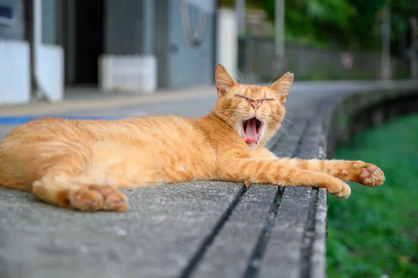 A yellow cat yawns lazily with its mouth wide open. The cat lay on the platform of the old railway station.