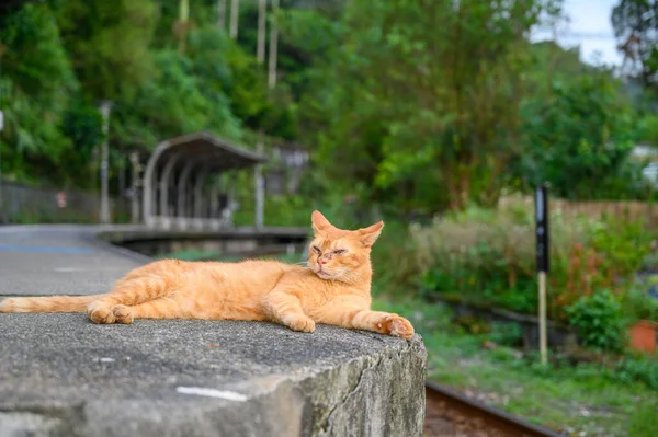 A yellow cat sleepily squints. The cat lay on the platform of the old railway station.