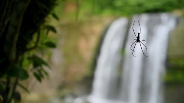 Silhouet Van Een Spin Spinnenweb Waterval Achtergrond Lingjiao Waterval Gelegen — Stockvideo