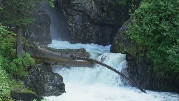 Fish Struggle Jump Small Waterfall Migrate Upstream Spawn Alaskan Salmon — Stock Video