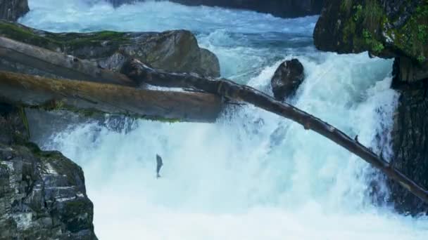 魚の闘争は 小さな滝に上流のスポーンに移行するジャンプします アラスカサーモン移行 挑戦と驚異に満ちた旅 スローモーションショット — ストック動画
