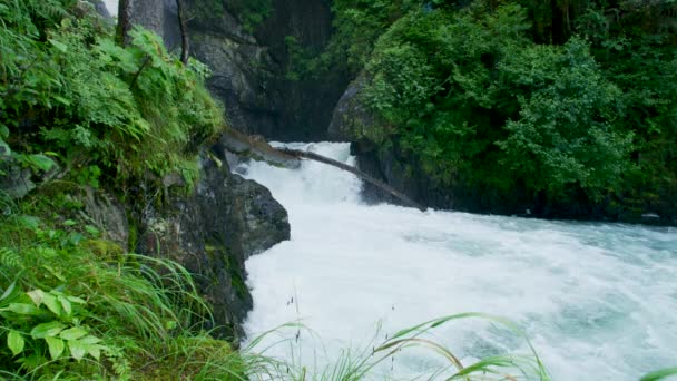 Los Peces Luchan Por Saltar Pequeña Cascada Para Migrar Río — Vídeo de stock