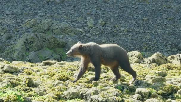 茶色のクマが時折空気を嗅ぐために一時停止し 銀行に沿って歩きます アラスカの夏 サーモン ブラウンベアーズ リバーをフィーチャーした景色のトリオ — ストック動画