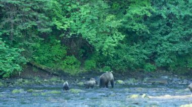 Yetişkin bir kahverengi ayı iki yavrusuyla sığ bir nehirde yürüyor. Alaska 'nın Yazı: Somon, Kahverengi Ayılar ve Nehirlerden oluşan Üçlü Sahne.