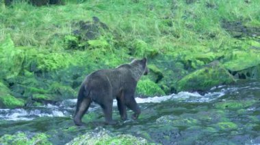 Bir kahverengi ayı derede bir kayanın üzerinde yürür. Yosun taşları kapladı. Alaska 'nın Yazı: Somon, Kahverengi Ayılar ve Nehirlerden oluşan Üçlü Sahne.