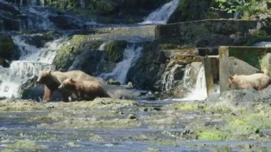 Kahverengi ayılar şelalenin önündeki derede yürüyor ve oynuyorlar. Alaska 'nın Yazı: Somon, Kahverengi Ayılar ve Nehirlerden oluşan Üçlü Sahne.
