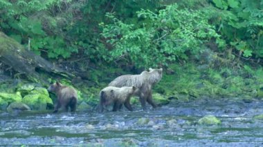 Yetişkin bir boz ayı ve iki yavru nehir boyunca yürüyor. Yamaçtan tırman. Alaska 'nın Yazı: Somon, Kahverengi Ayılar ve Nehirlerden oluşan Üçlü Sahne.