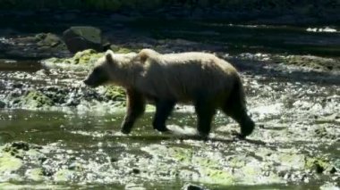 Güneş ışığında, bir kahverengi ayı bir derede yürür. Alaska 'nın Yazı: Somon, Kahverengi Ayılar ve Nehirlerden oluşan Üçlü Sahne.