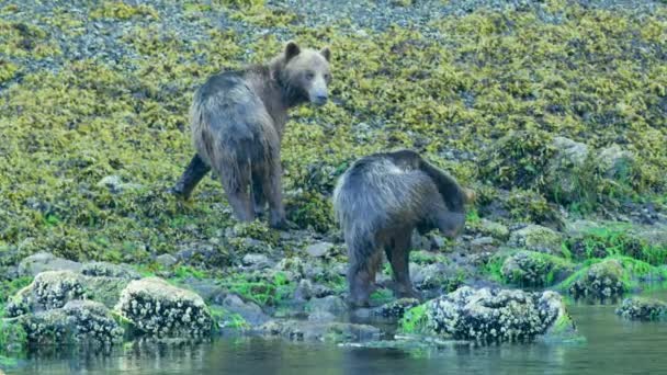 Två Björnar Står Vid Floden Kliar Huvudet Med Fötterna Alaskas — Stockvideo