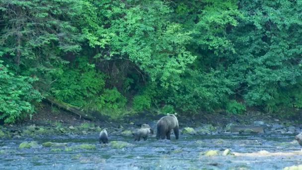 一只成年棕熊带着两只小熊在一条浅浅的河里散步 阿拉斯加的夏天 三部曲 迷人的鲑鱼 棕熊和河流 — 图库视频影像