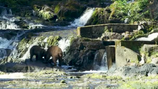 Niedźwiedzie Grają Strumieniu Jeden Nich Wspiął Się Ścianę Poślizgnął Upadł — Wideo stockowe